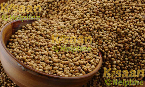 आर सी आर 435 (धनिया)